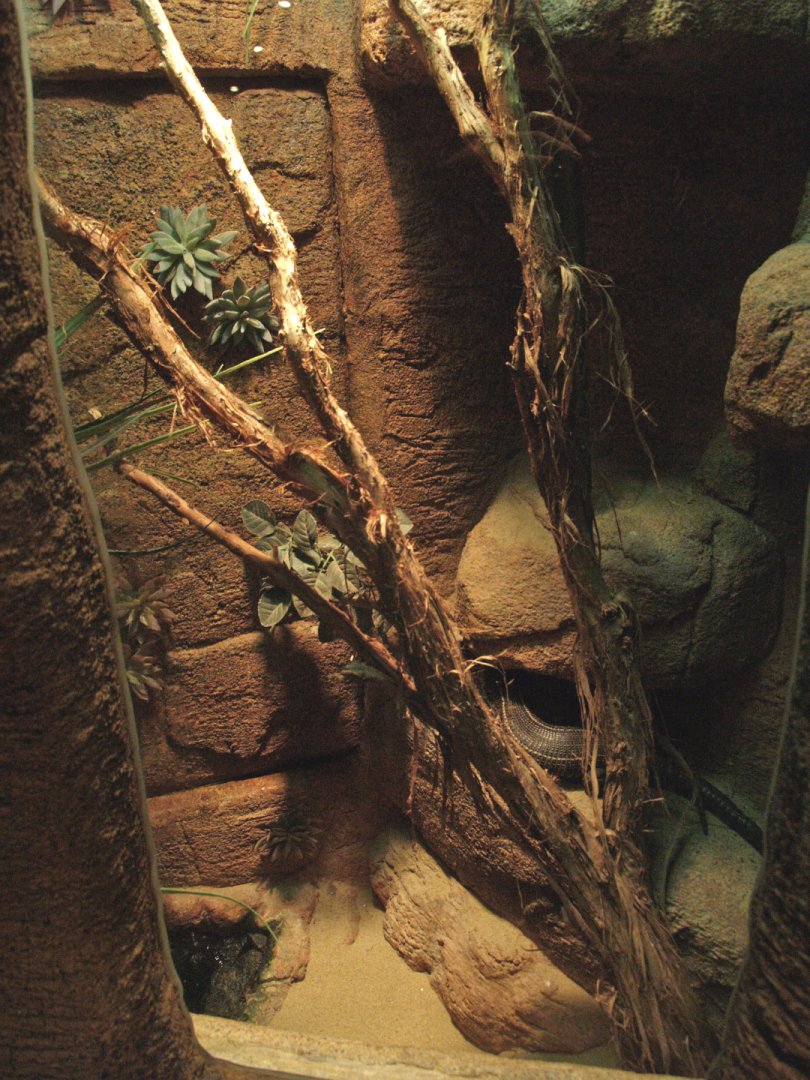 Black-lined plated lizard terrarium, 2009-04-14