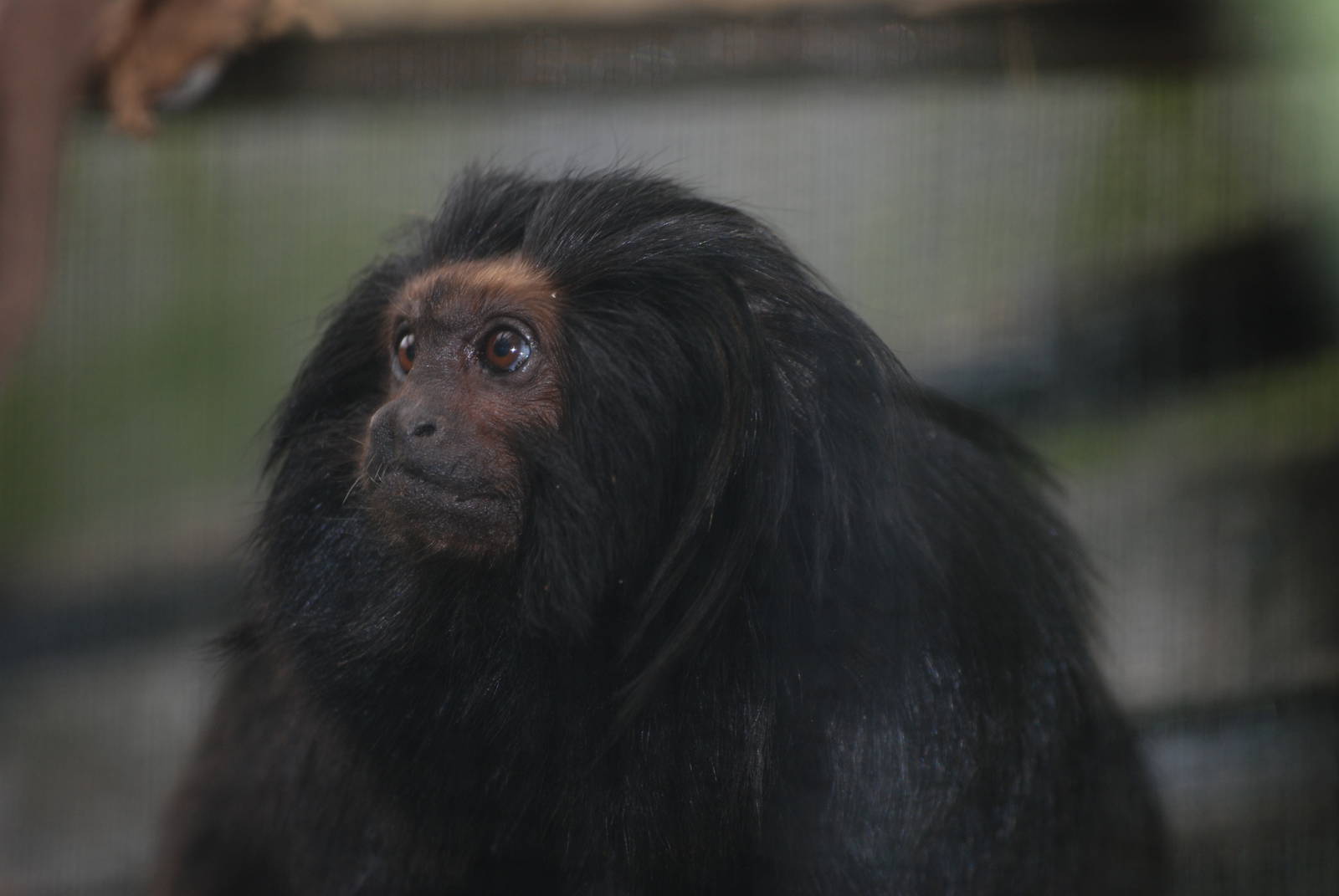 Black Lion Tamarin at Bristol, 06/03/11