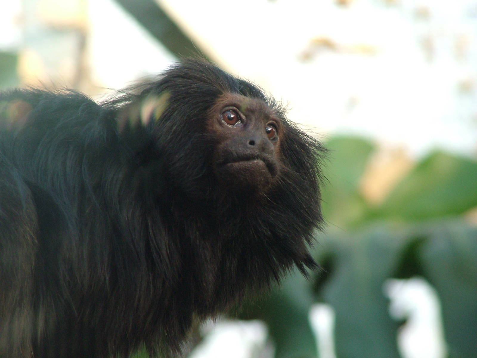 Black Lion Tamarin at Bristol 19/12/09