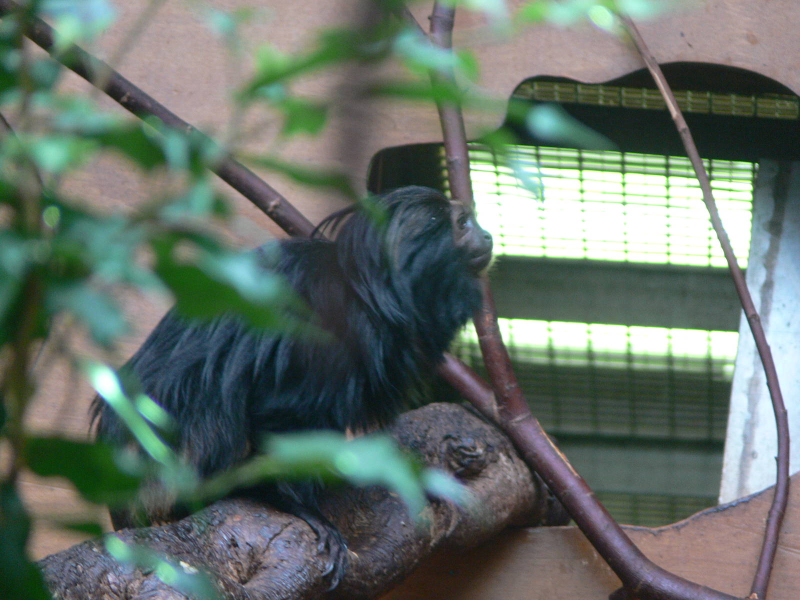 Black Lion Tamarin at Chester Zoo, 28/08/13