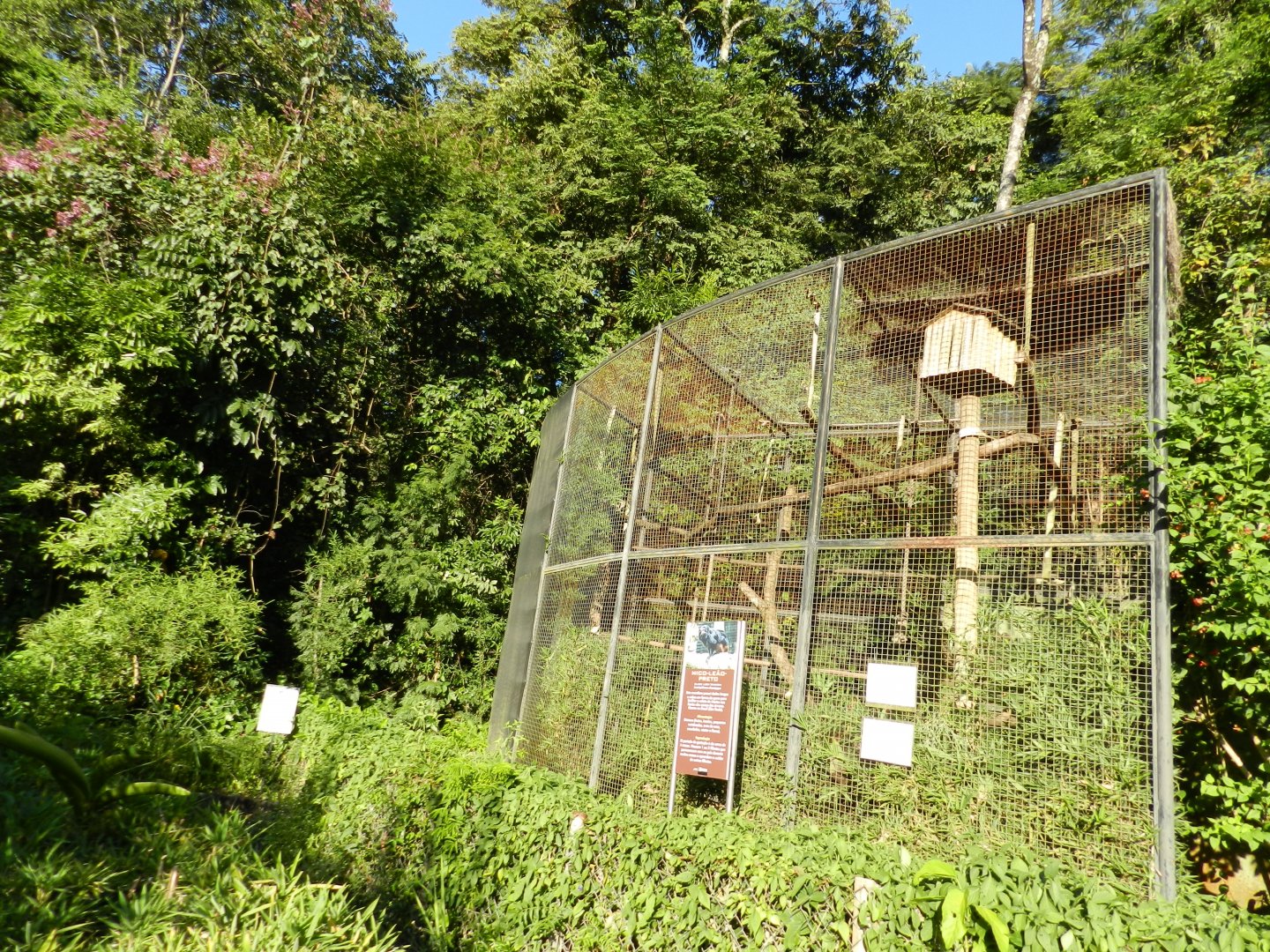 Black lion tamarin exhibit - Belo Horizonte zoo