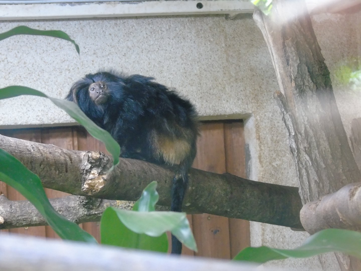 Black lion tamarin - July 2016