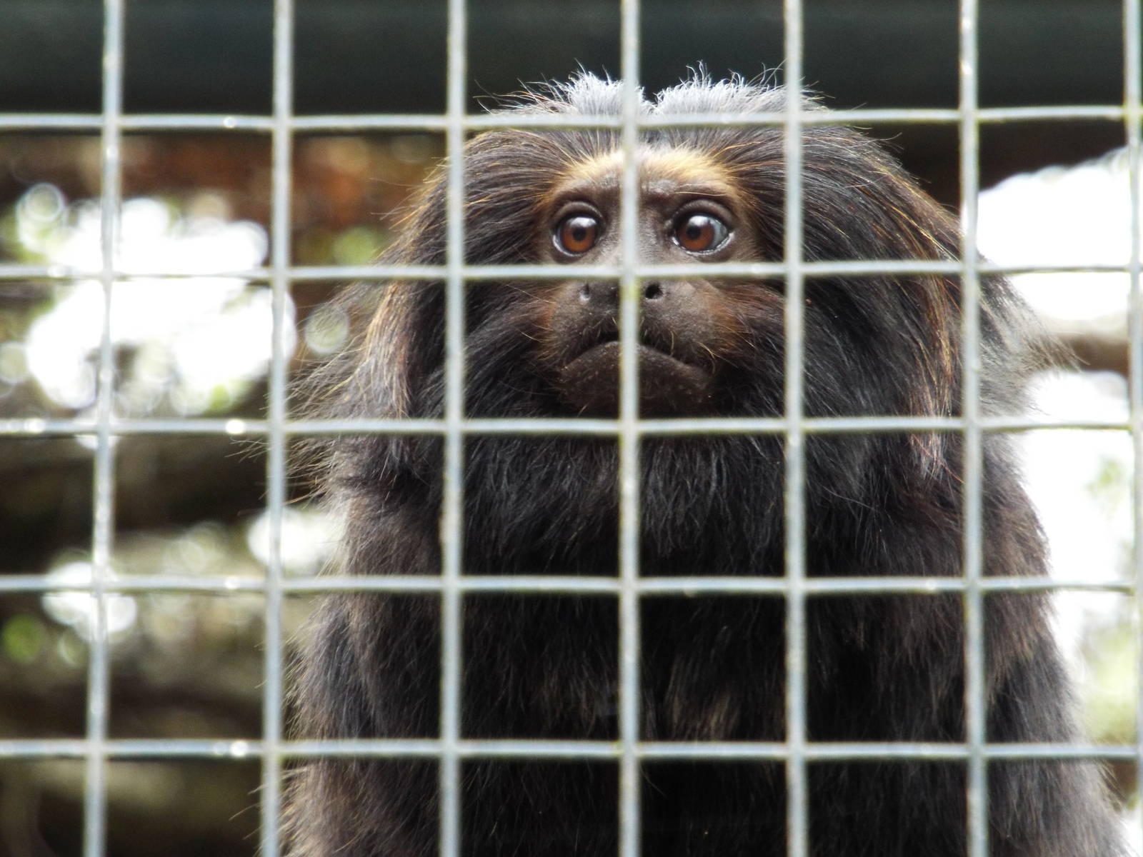 Black Lion Tamarin (Leontopithecus chrysopygus) at Zoologischer Garten Magd