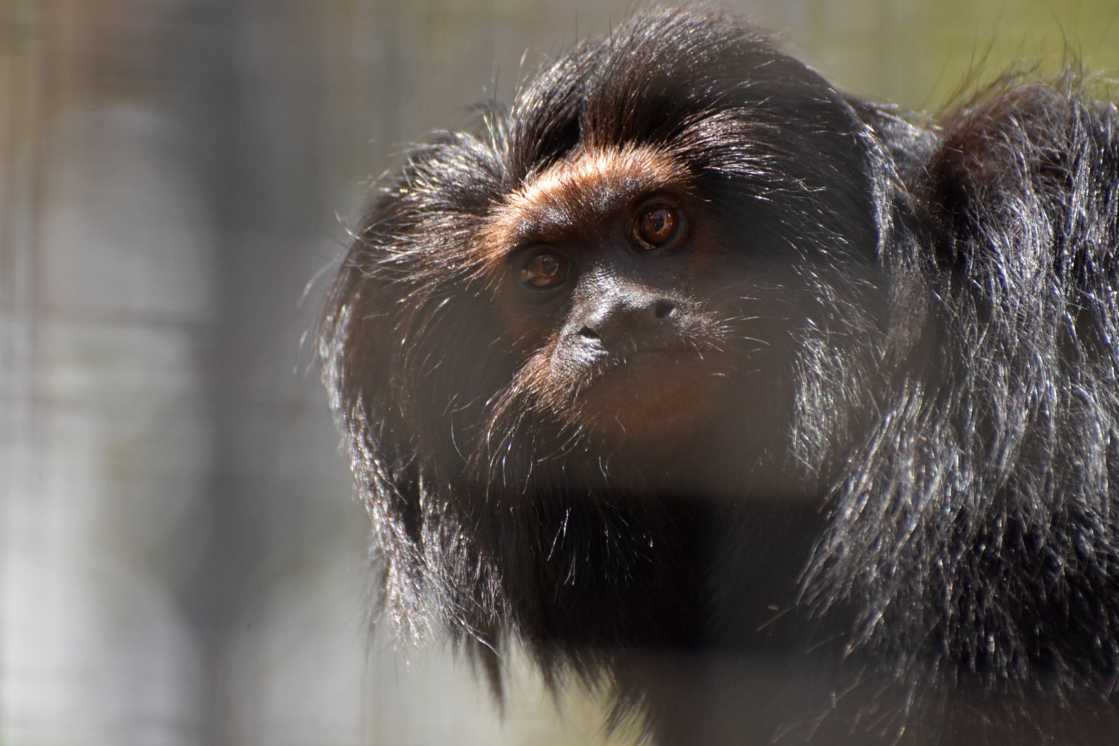 Black lion tamarin (Leontopithecus chrysopygus)