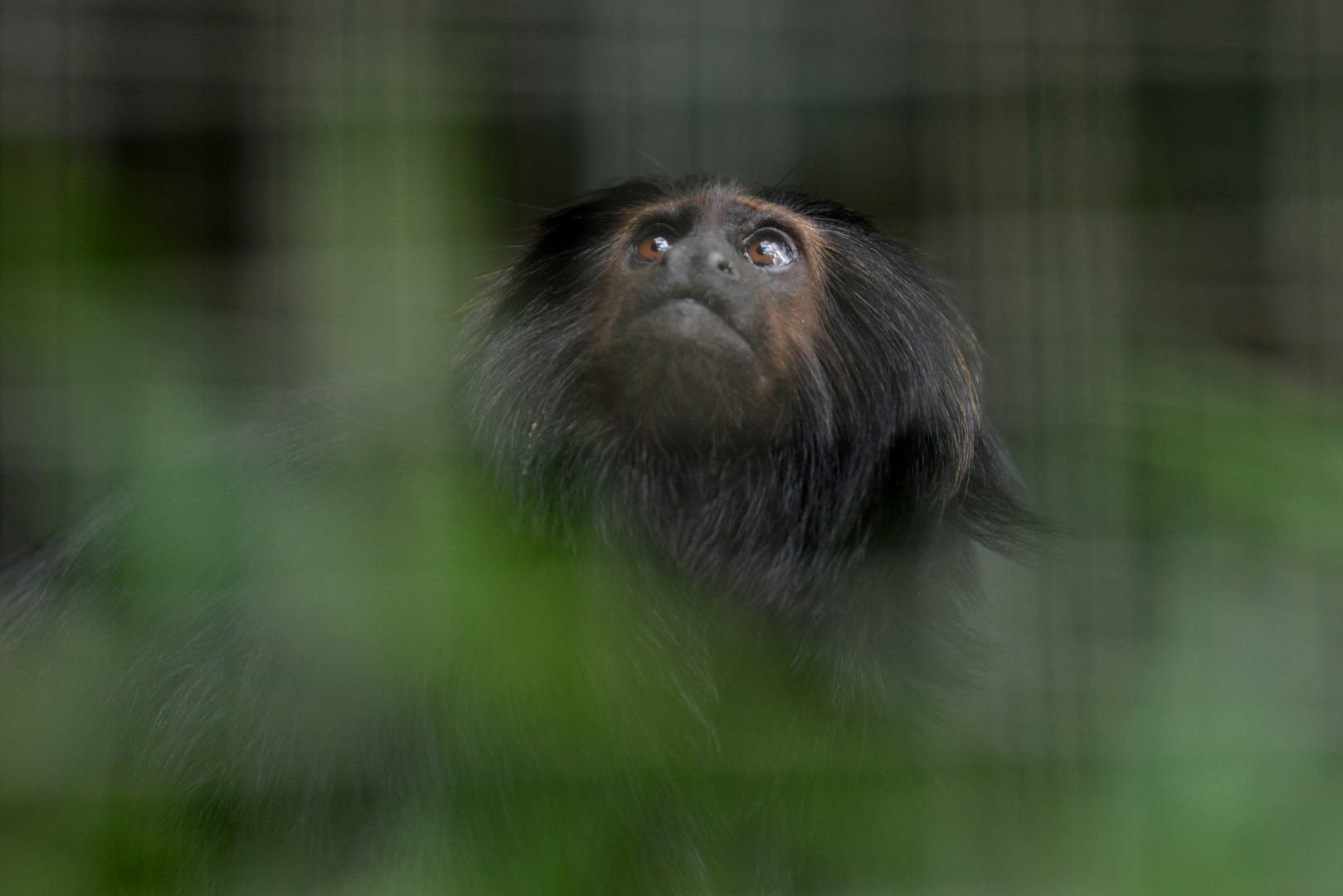Black lion tamarin (Leontopithecus chrysopygus)