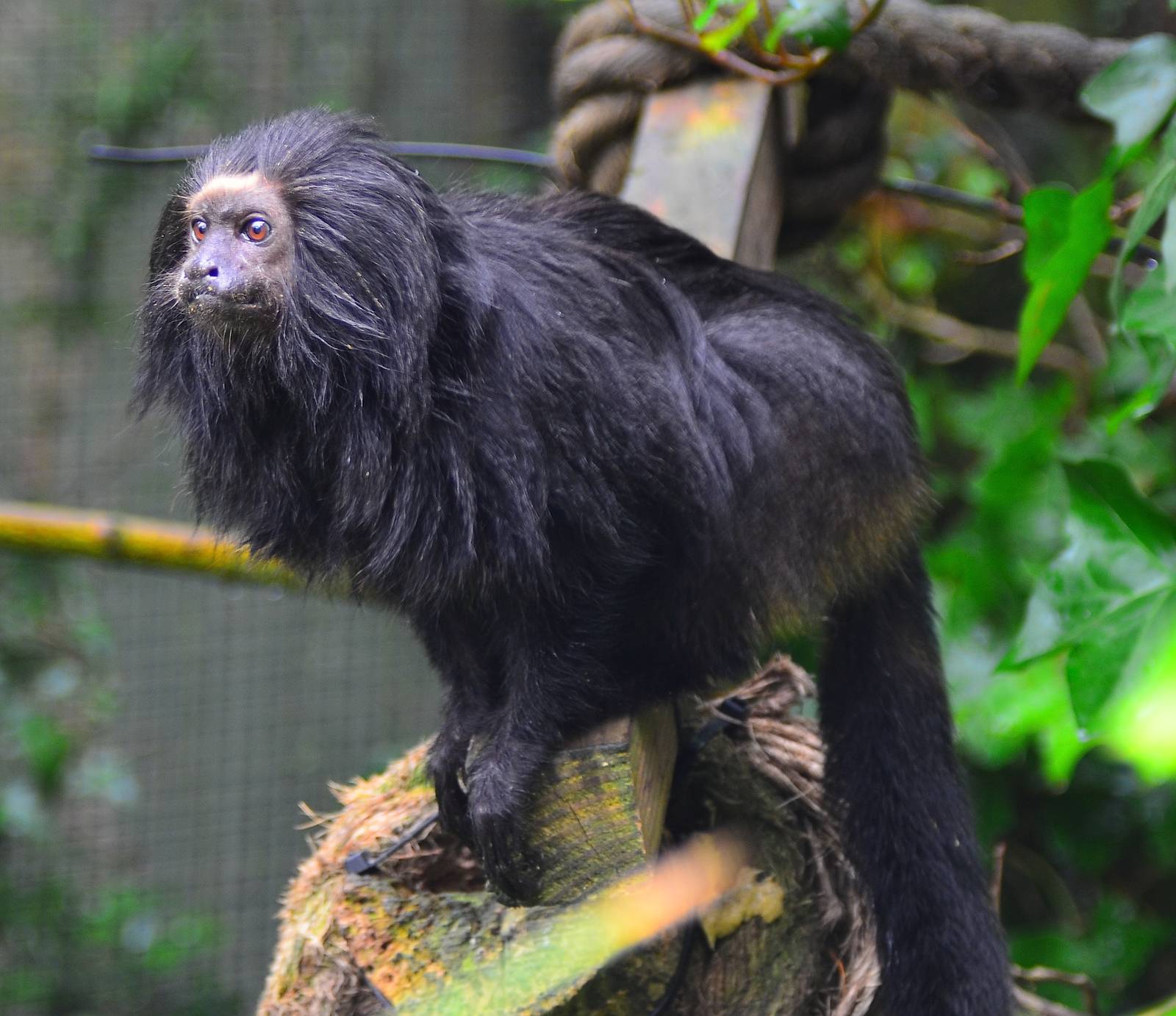 Black Lion Tamarin