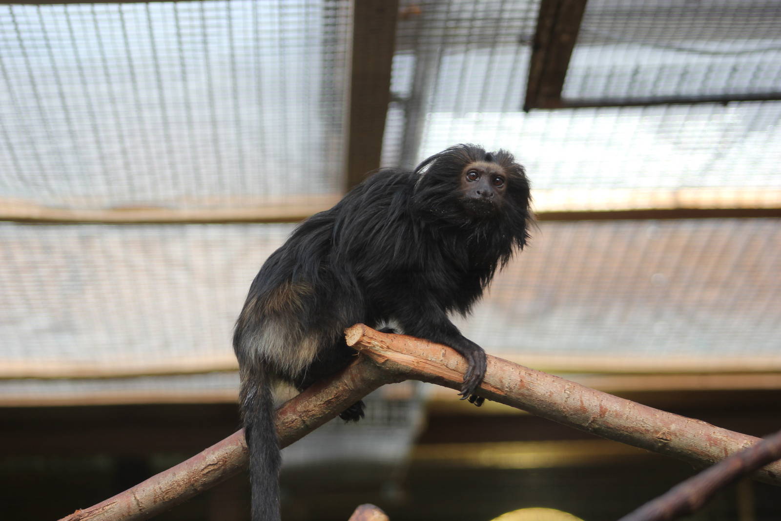 Black lion tamarin