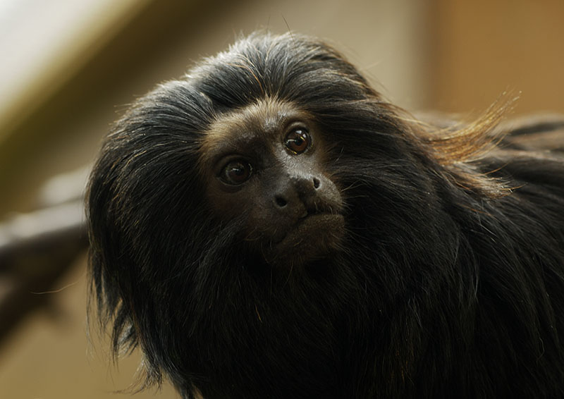 Black lion tamarin