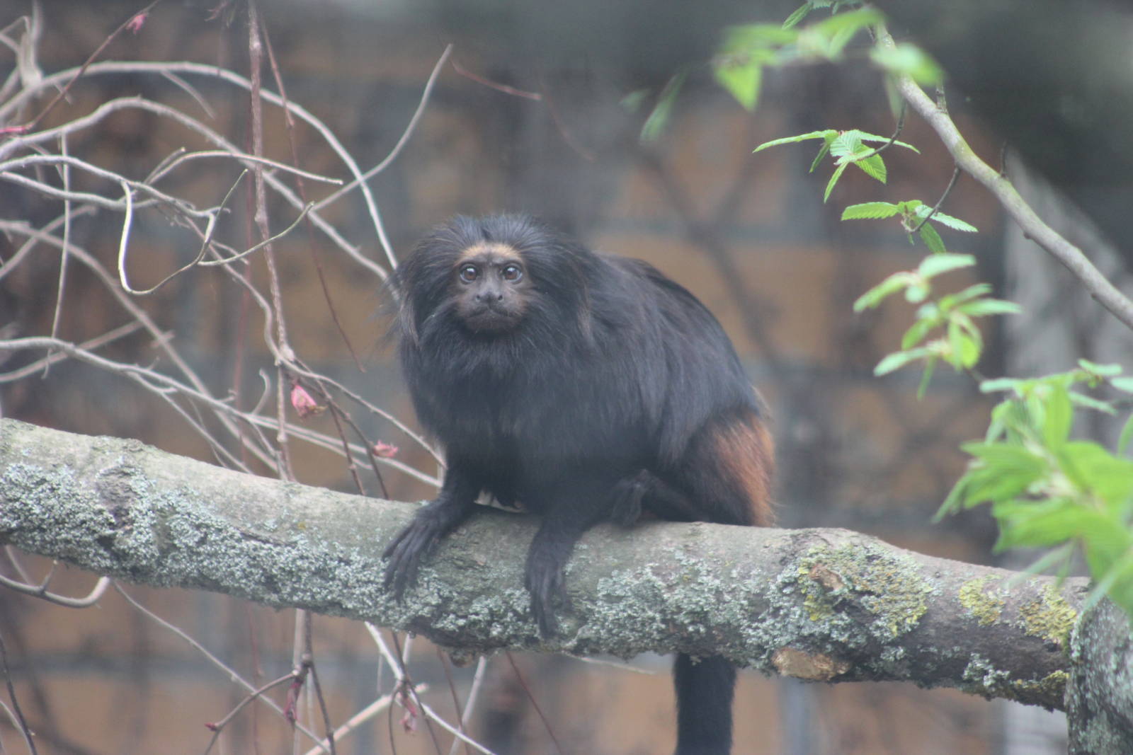 Black lion tamarin