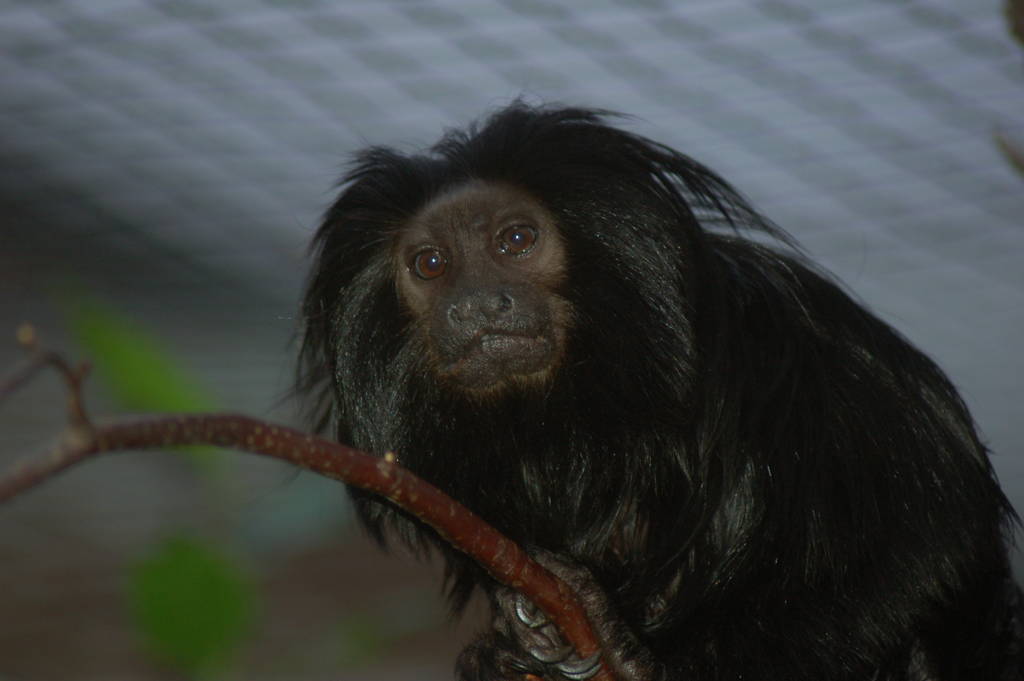 Black Lion Tamarin