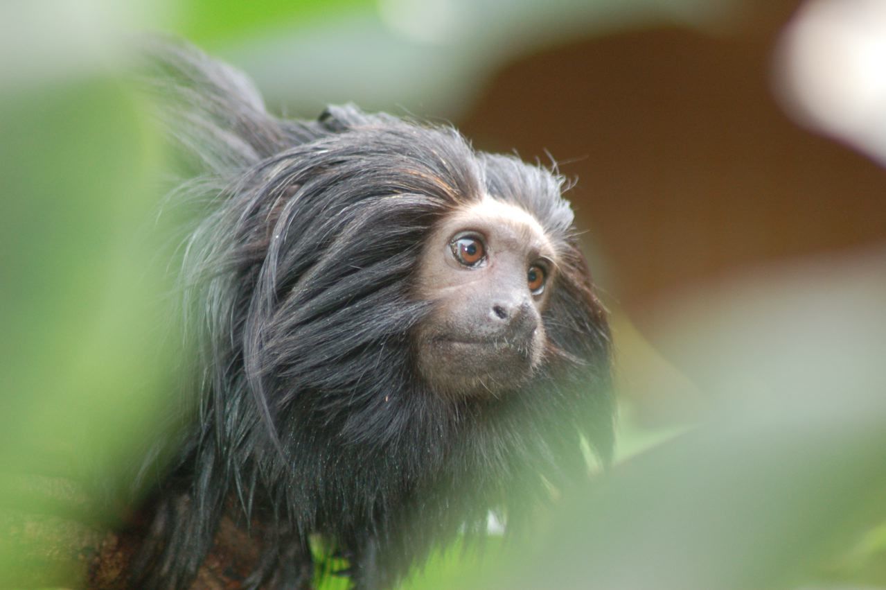 Black lion Tamarin