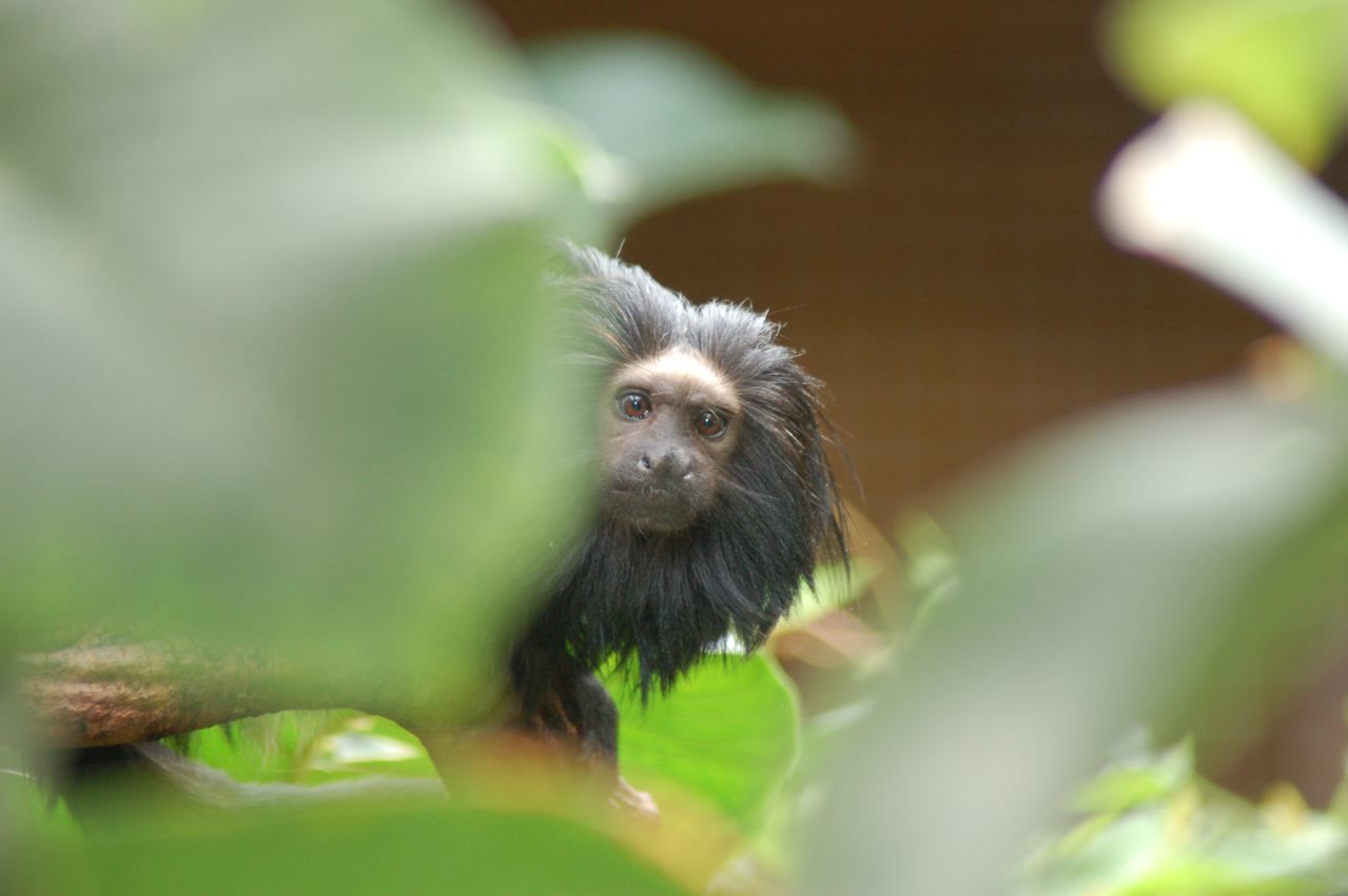 Black lion Tamarin