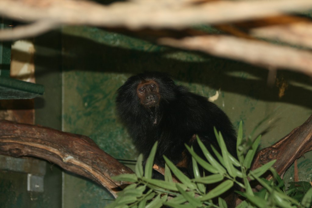 Black Lion Tamarin