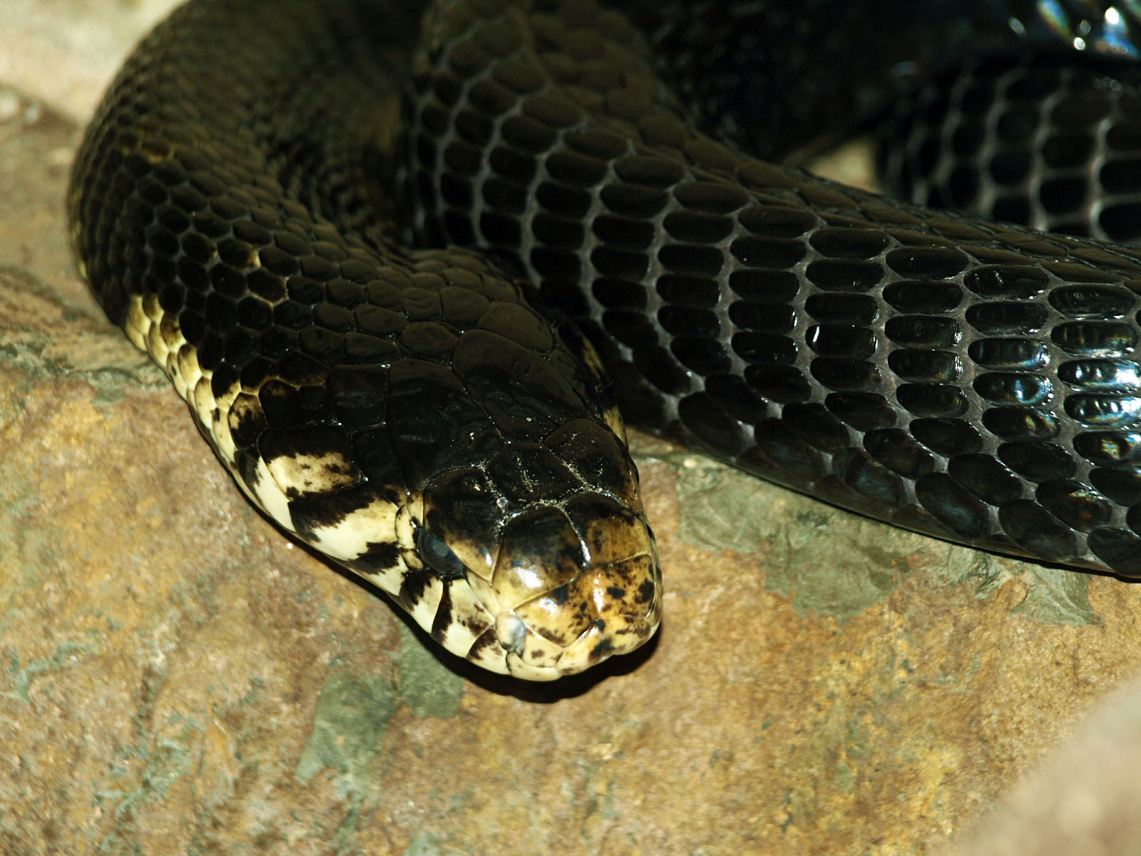 Black-lipped cobra