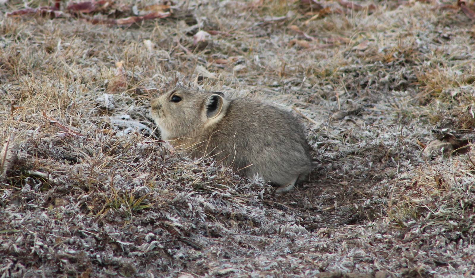 Black-lipped or Plateau Pika (Ochotona curzoniae)