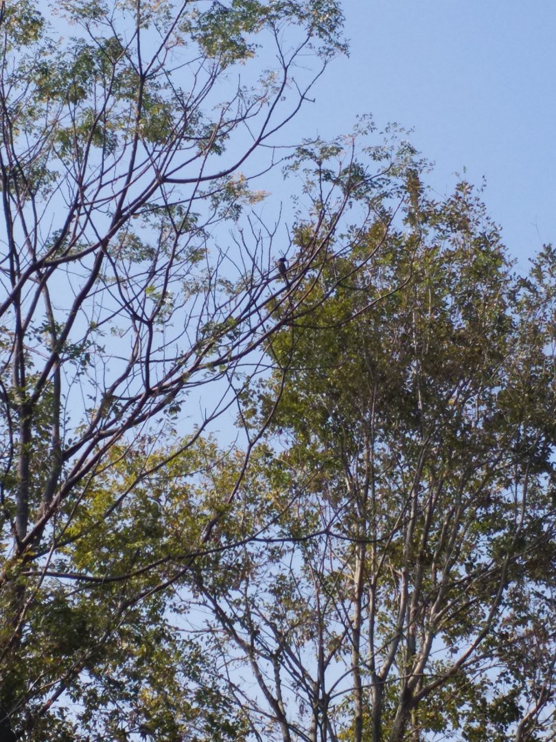 Black long-tailed shrike