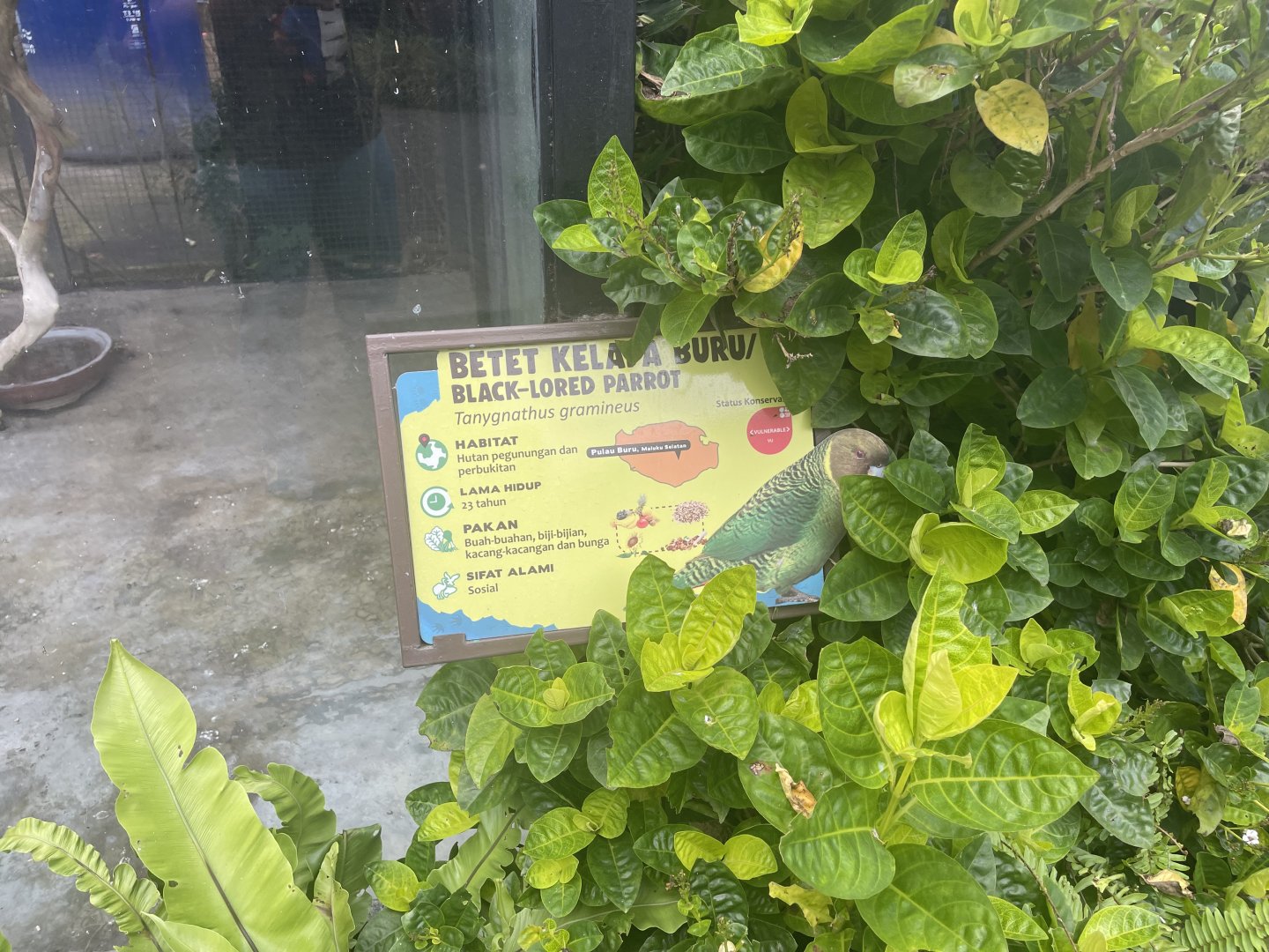 black-lored parrot signage