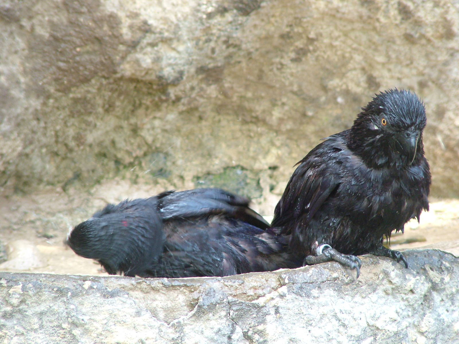 Black Lories at Prague, 24/05/10
