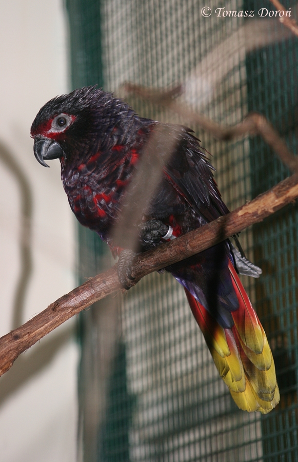 Black Lory (Chalcopsitta atra insignis) october 2007