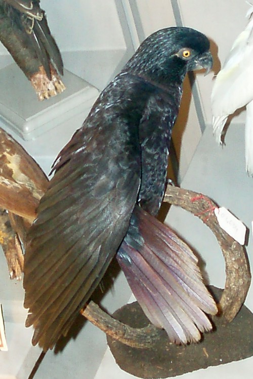 Black Lory (Chalcopsitta atra) (taxidermy)