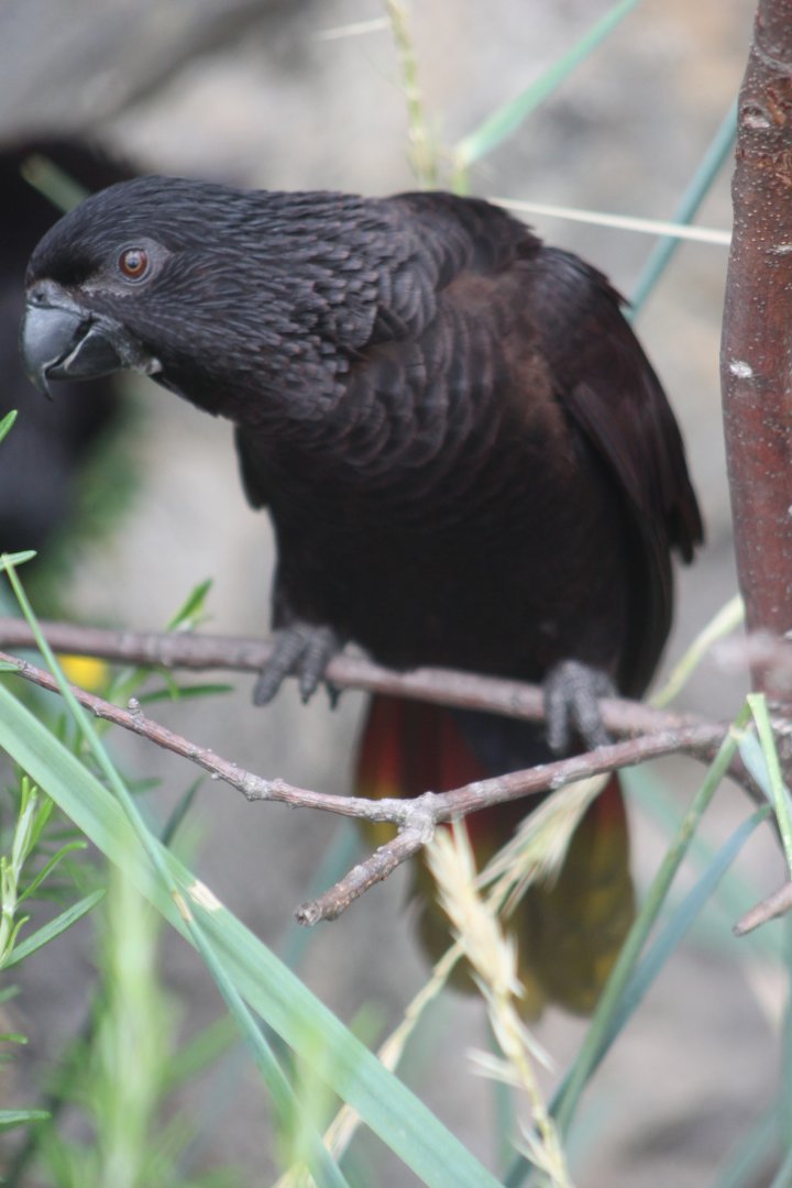 Black lory (Chalcopsitta atra)