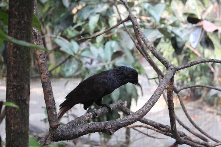 Black lory (Chalcopsitta atra)