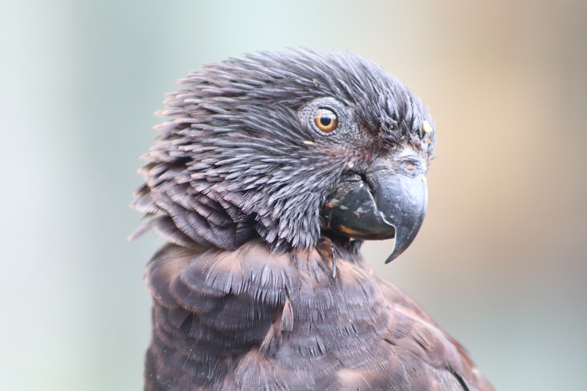 Black Lory (Chalcopsitta atra)