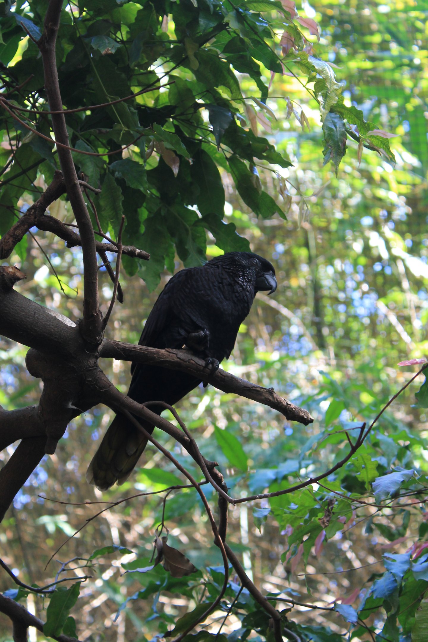 Black Lory (Chalcopsitta atra)