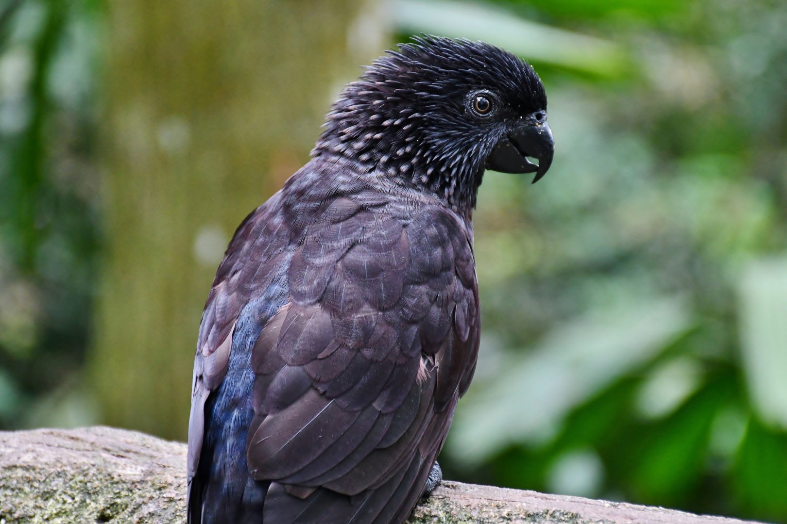 Black Lory (Chalcopsitta attra)