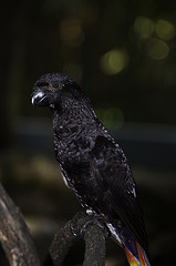 Black Lory? - Melaka Zoo - 2009