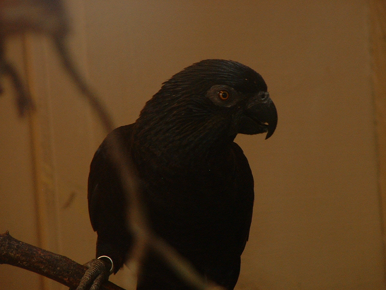 Black Lory - Prague Zoo - March 2011
