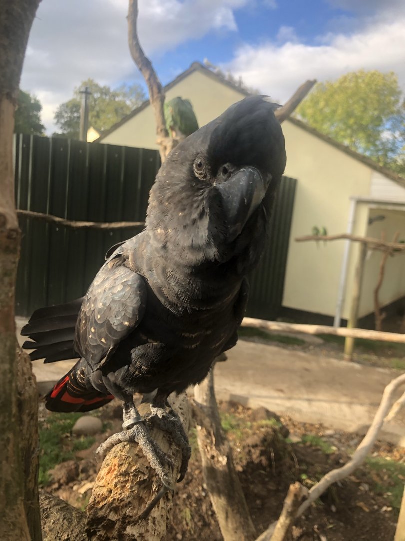 Black lory? - Tropical Birdland