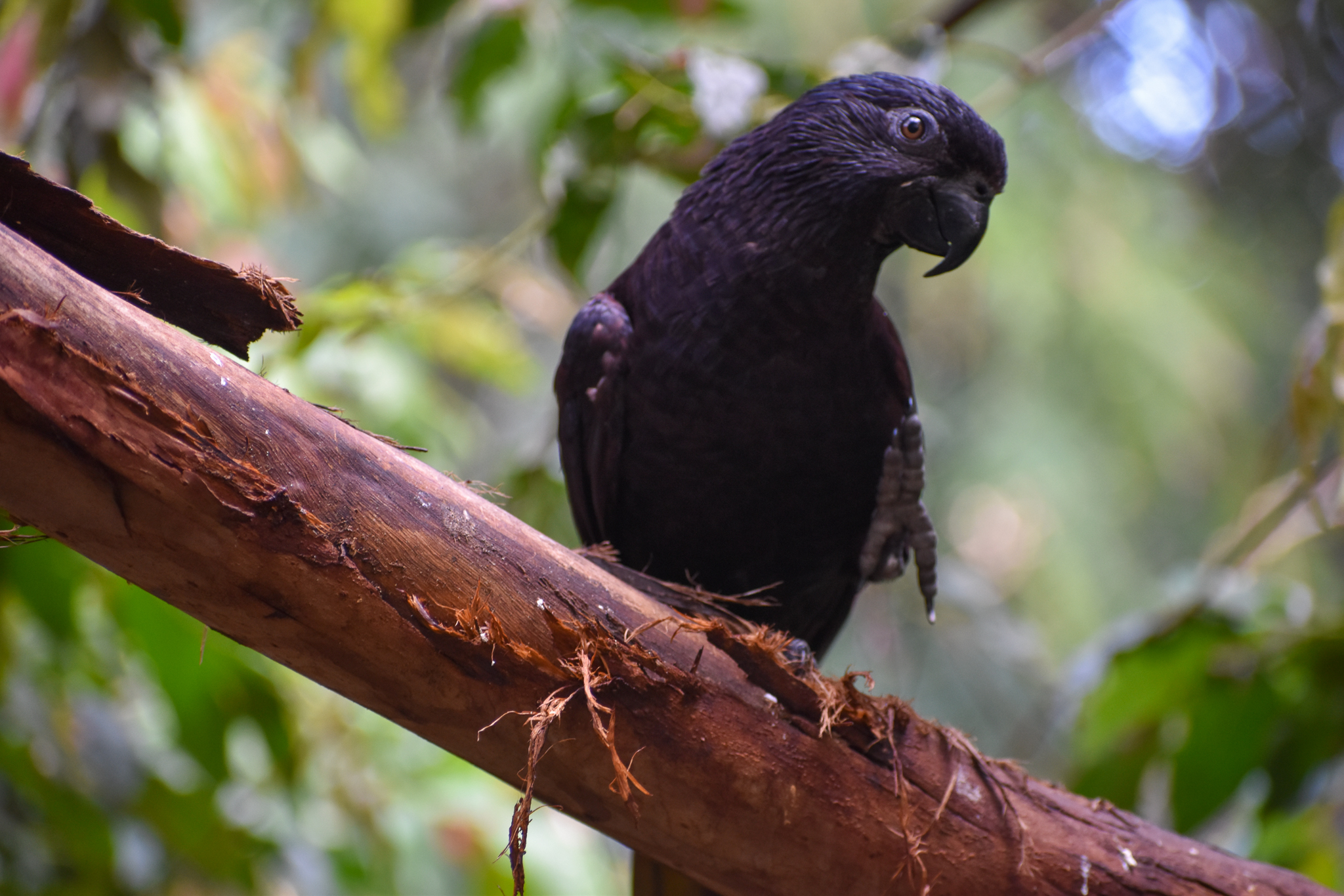 Black Lory