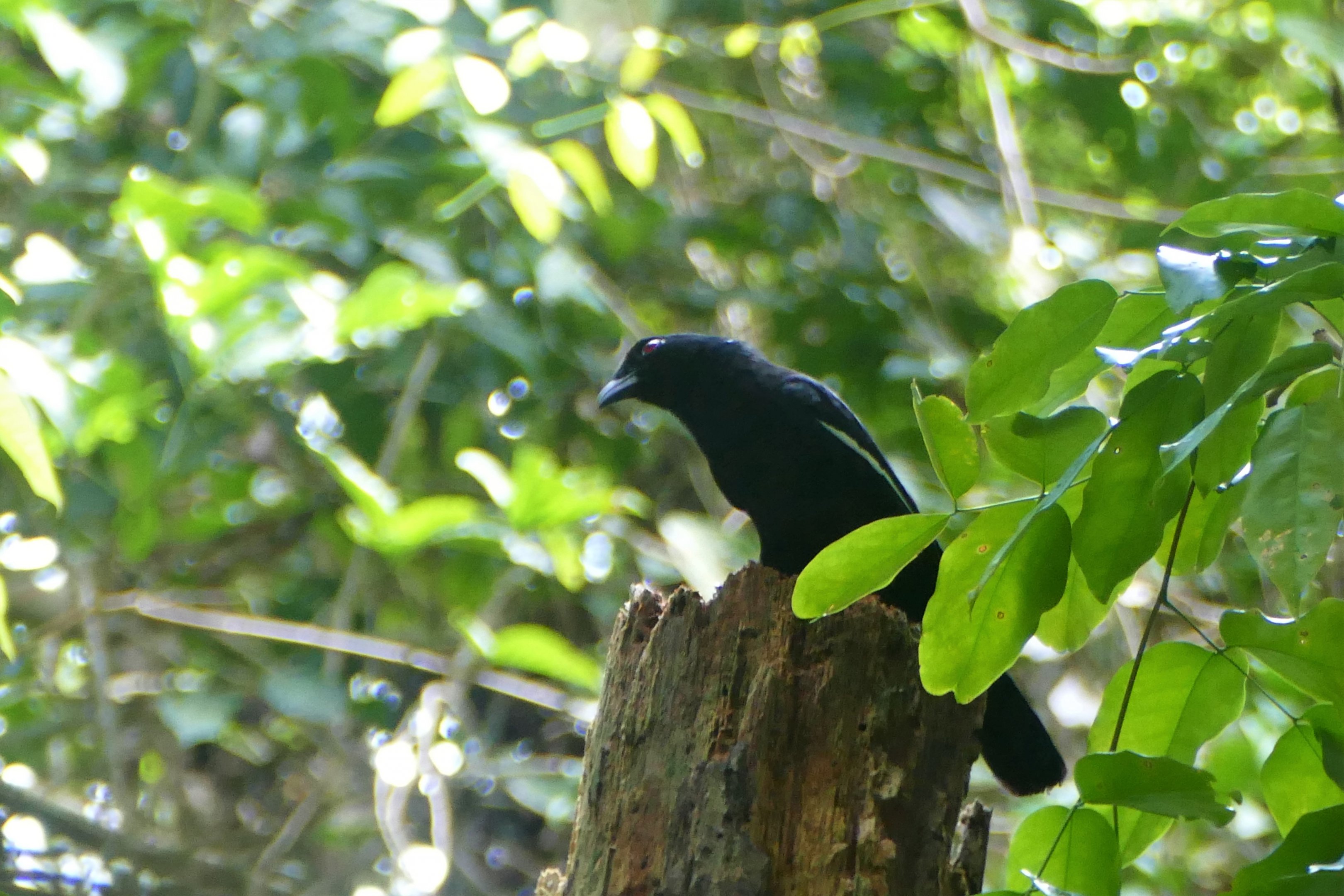 Black Magpie - Taman Negara
