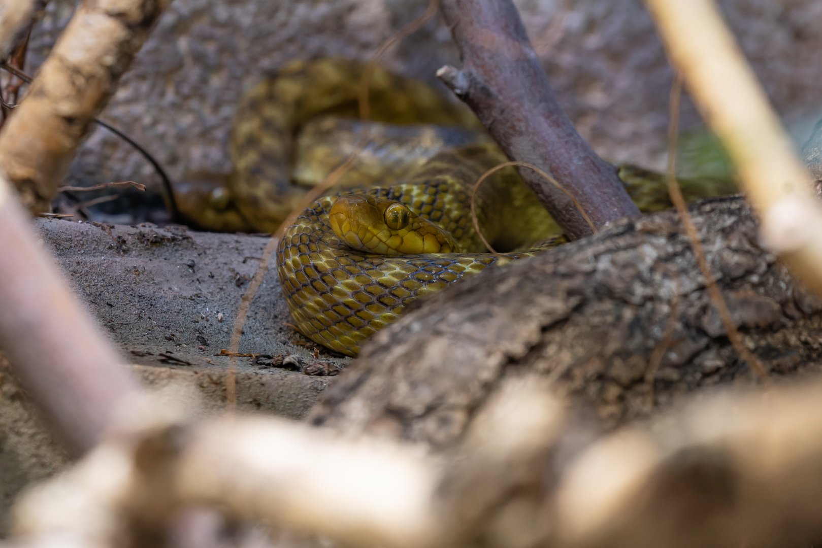Black Malagasy cat-eyed snake (Madagascarophis meridionalis)