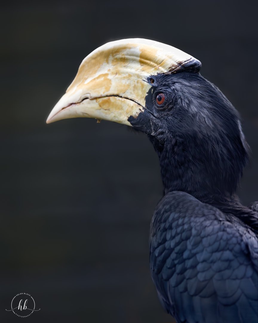 Black (Malay) Hornbill / Paignton / 15-3-24