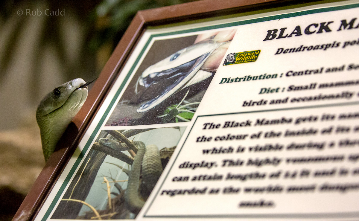 Black mamba (and signage) : Cotswold WP : 20 Oct 2015