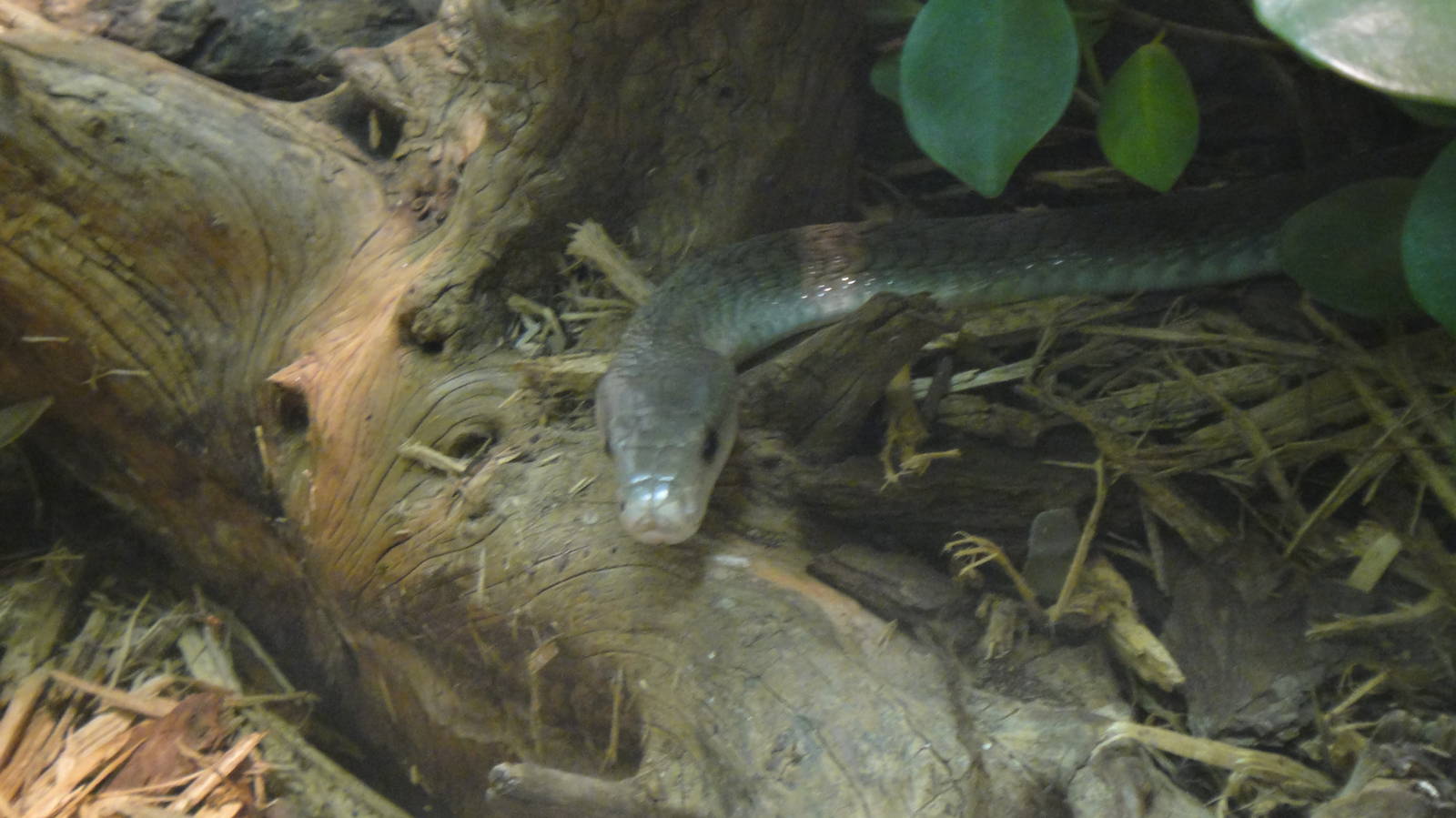 Black Mamba at Dallas Zoo 2015-03-12