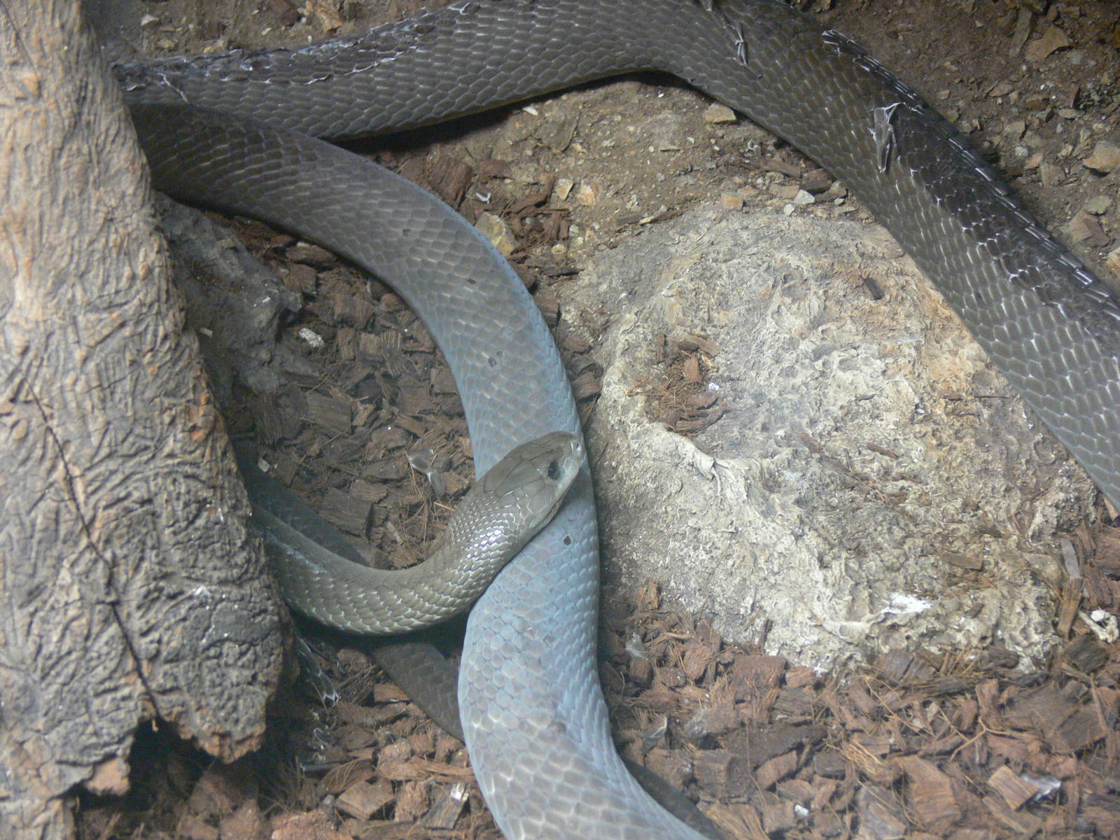 Black Mamba at Terra Natura, 03/08/14