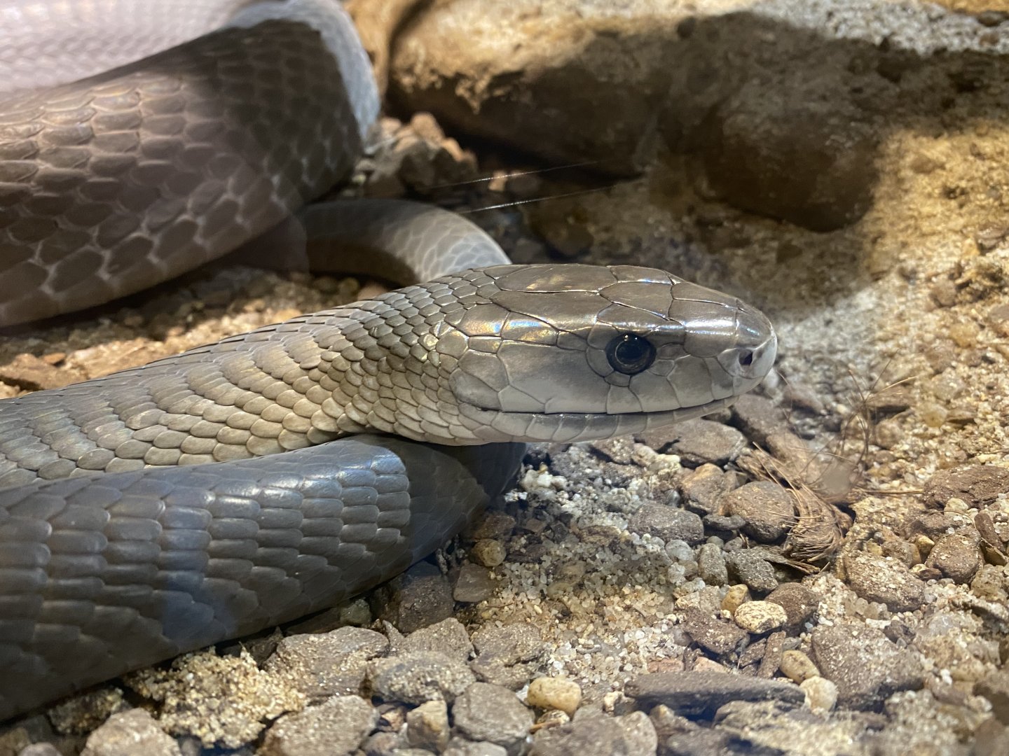 Black mamba close up