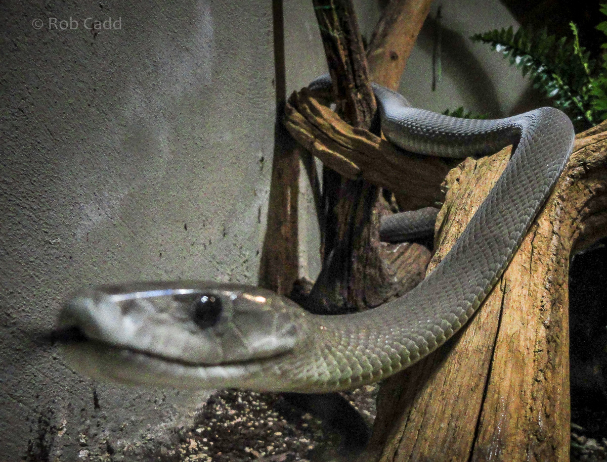 Black mamba : Cotswold WP : 08 Apr 2016