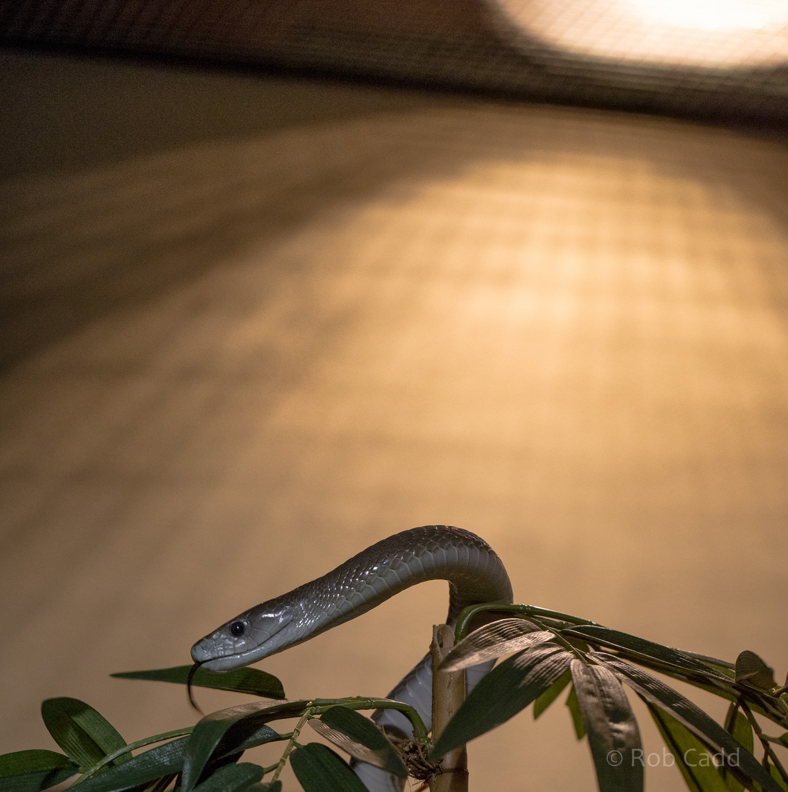 Black mamba : Cotswold WP : 25 Oct 2014