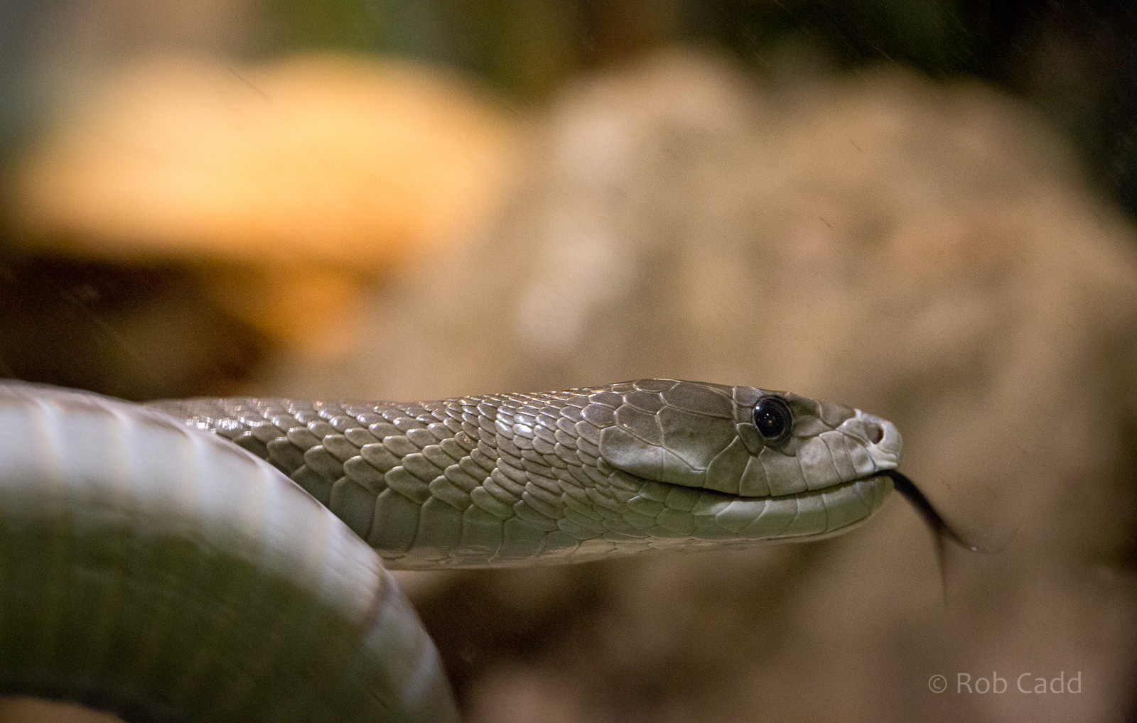 Black mamba : Cotswold WP : 25 Oct 2014