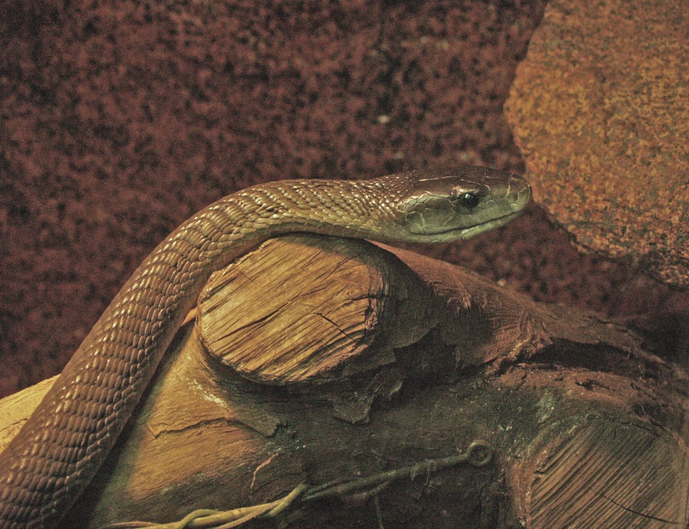 Black mamba (Dendroaspis polylepis), 2009-04-14