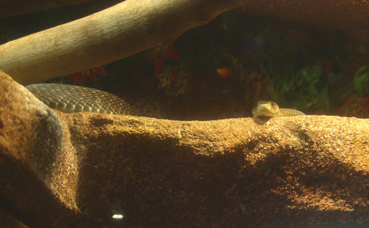 Black mamba (Dendroaspis polylepis), 2017-02-06