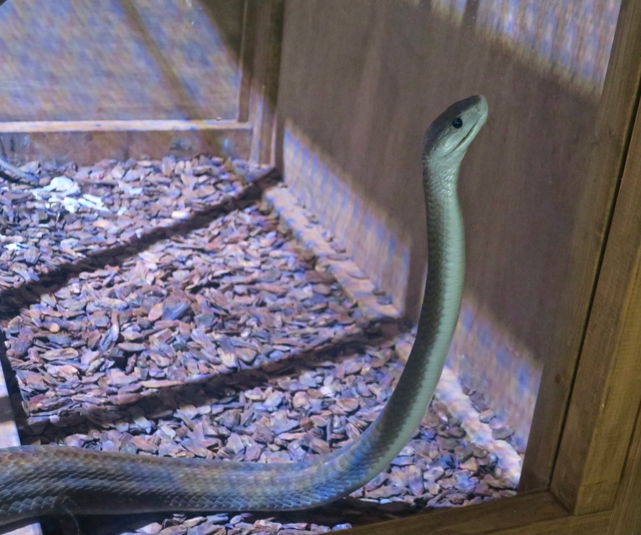 Black Mamba (Dendroaspis polylepis)