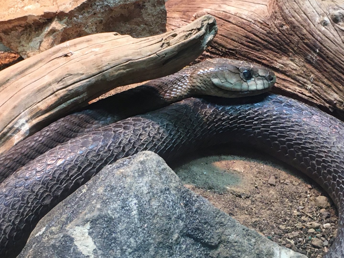 Black Mamba (Dendroaspis polylepis)