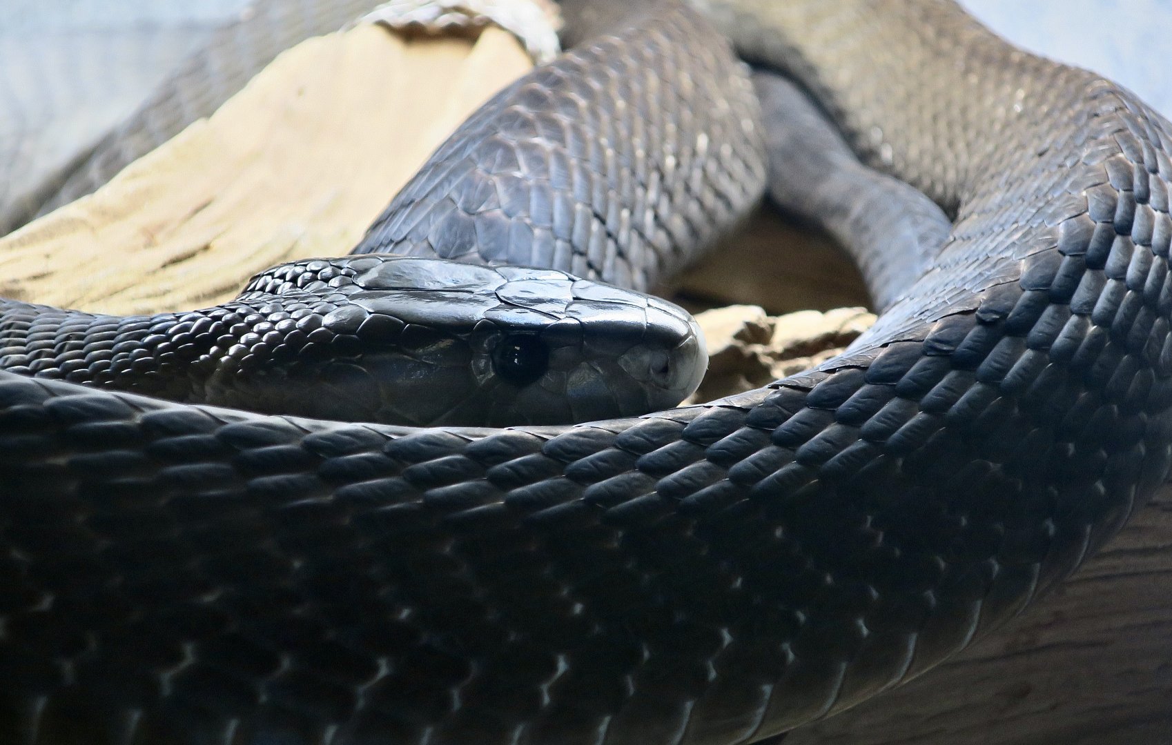 Black Mamba (Dendroaspis polylepis)
