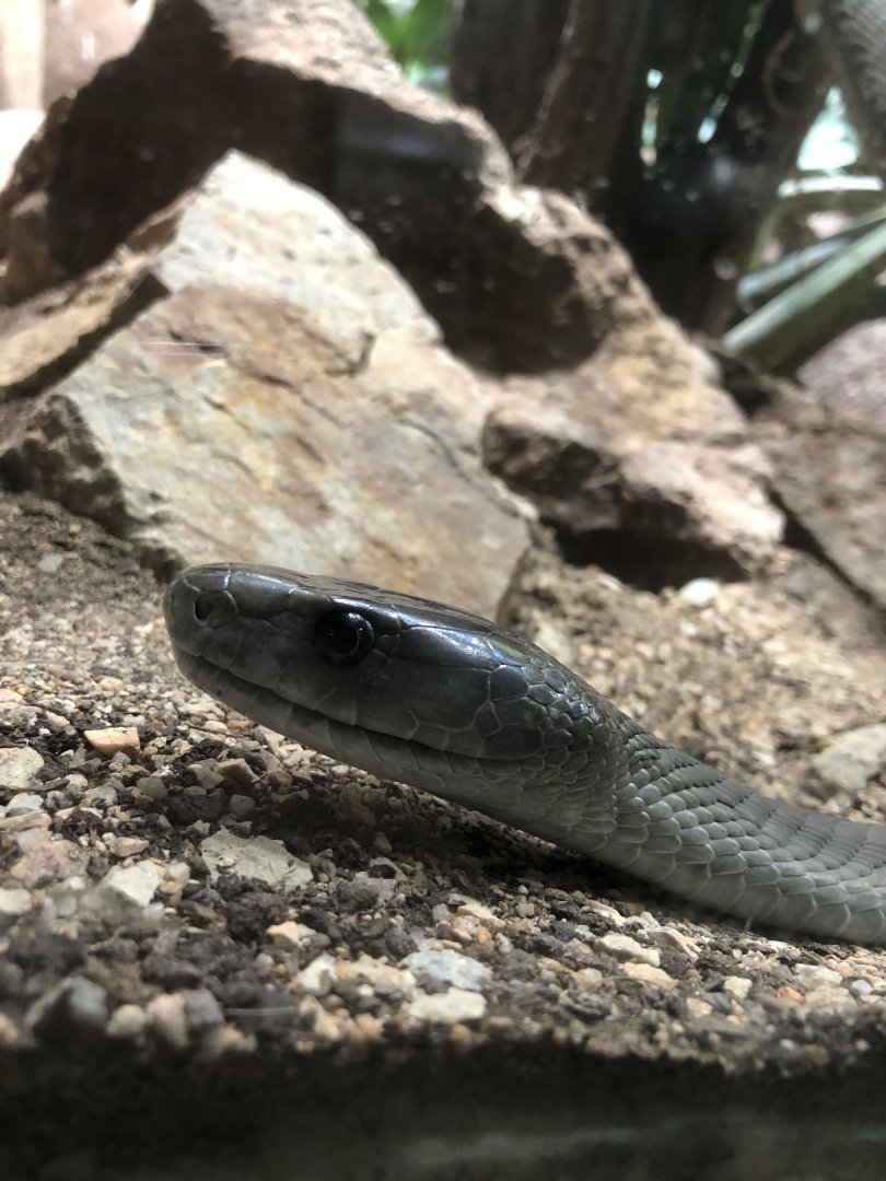 Black Mamba (Dendroaspis polylepis)