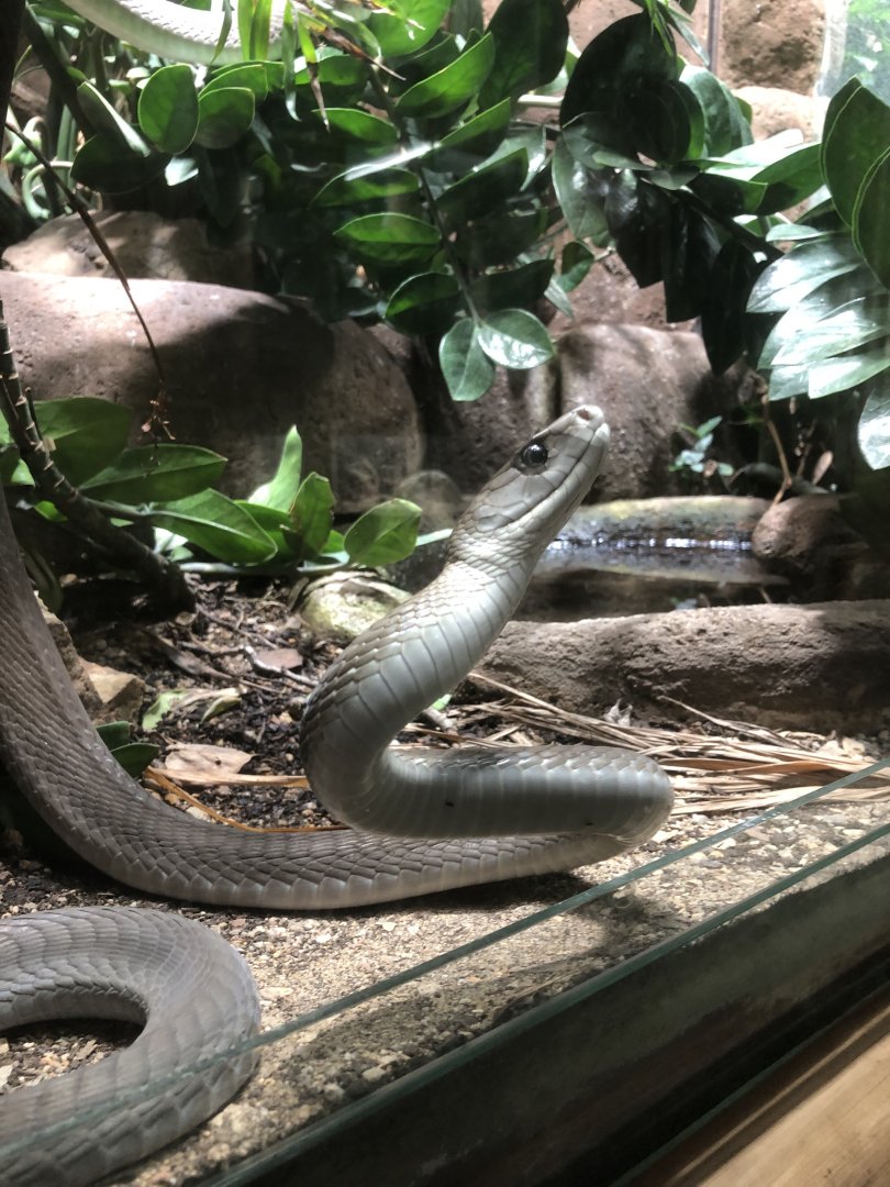 Black Mamba (Dendroaspis polylepis)